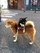 shibahug